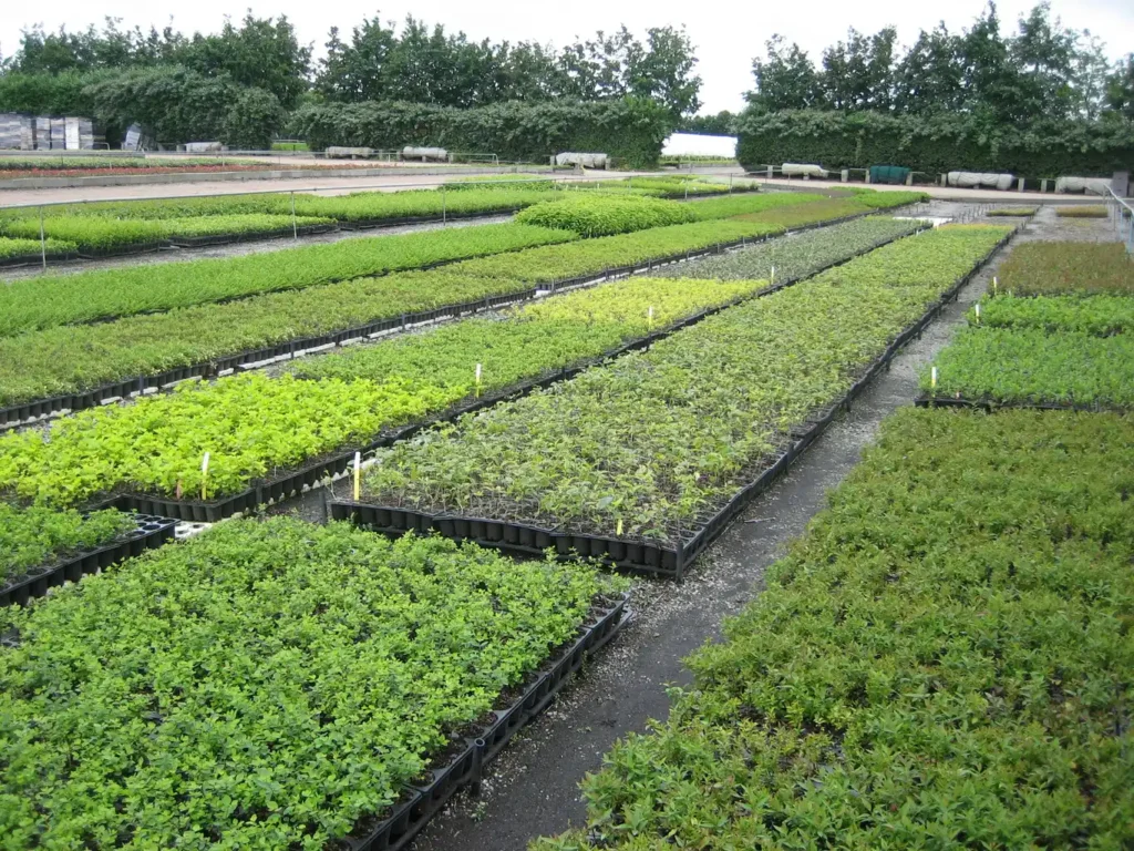 PEPINIERES LA FORET Jeunes Plants