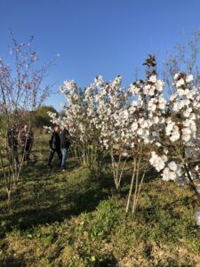ARCHIVE : Apéro réseau du 1er Avril 2025   : Magnolias et camélias aux pépinières du Val d’Erdre
