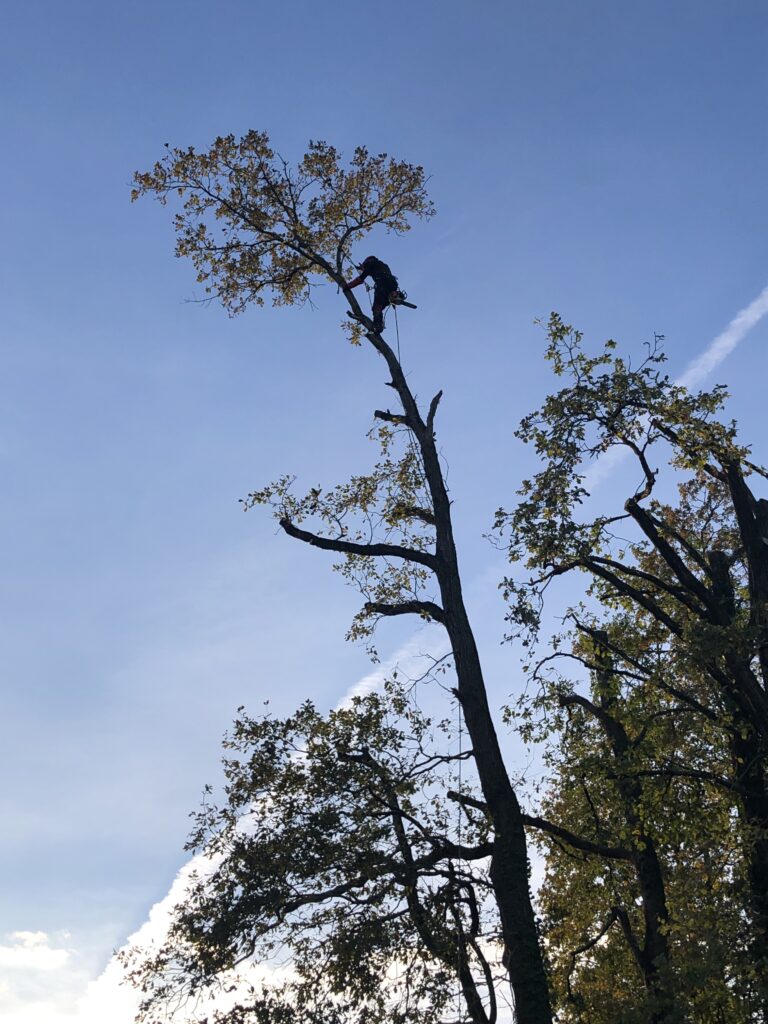 Elag&rsquo;arbres